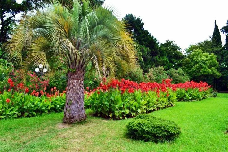 Растения сочи фото Pin on Сочи и Адлер Garden, Plants