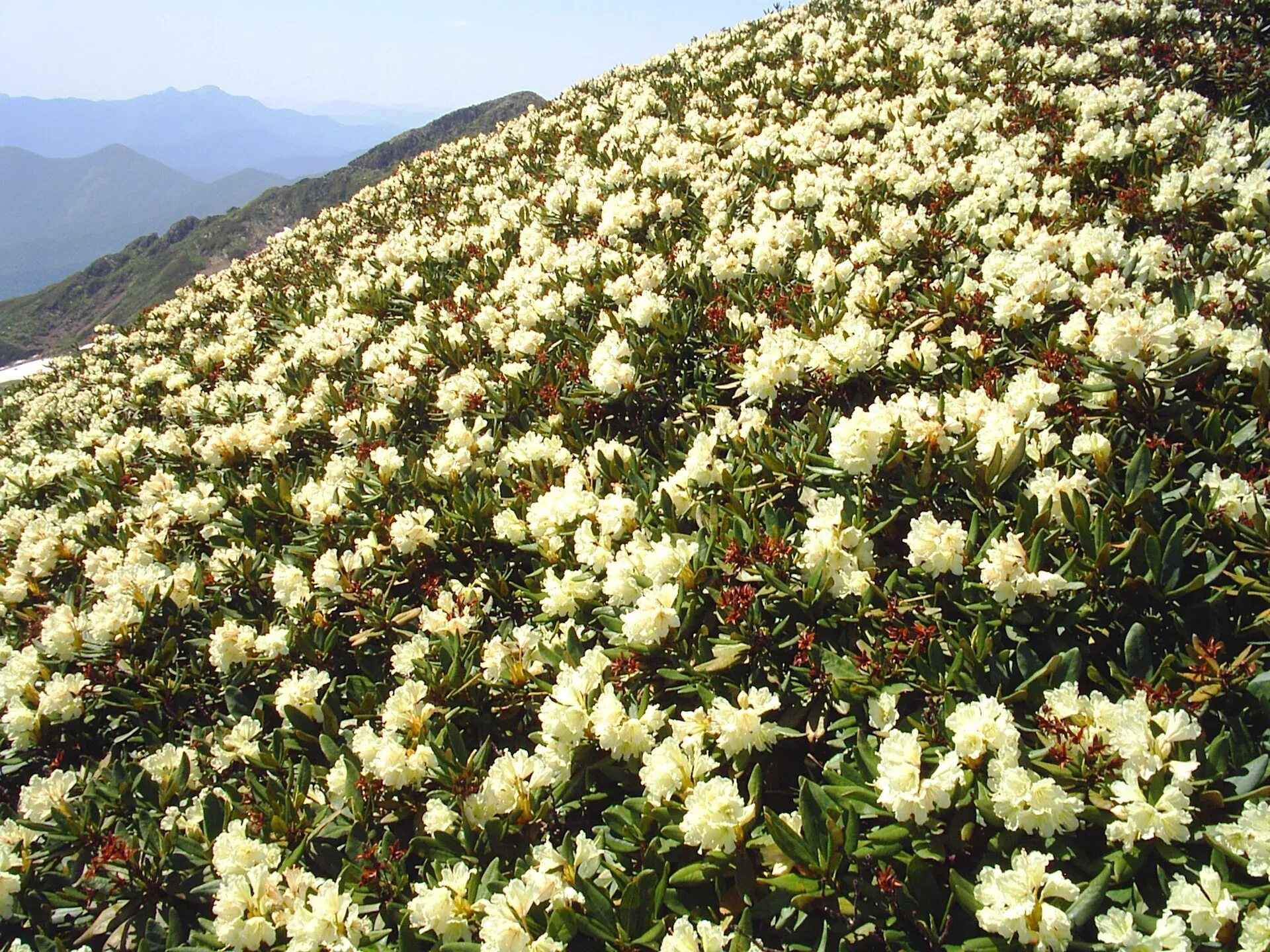 Растения сочи фото и описание Семена Рододендрона кавказского 'Flavidum' (Rhododеndron caucаsicum 'Flavidum') 