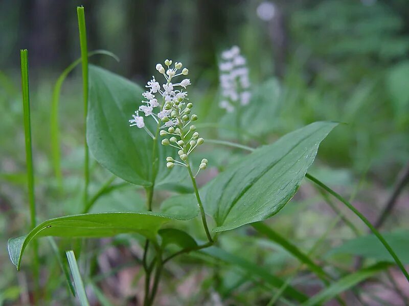 Растения средней полосы фото Maianthemum bifolium - Image of an specimen - Plantarium