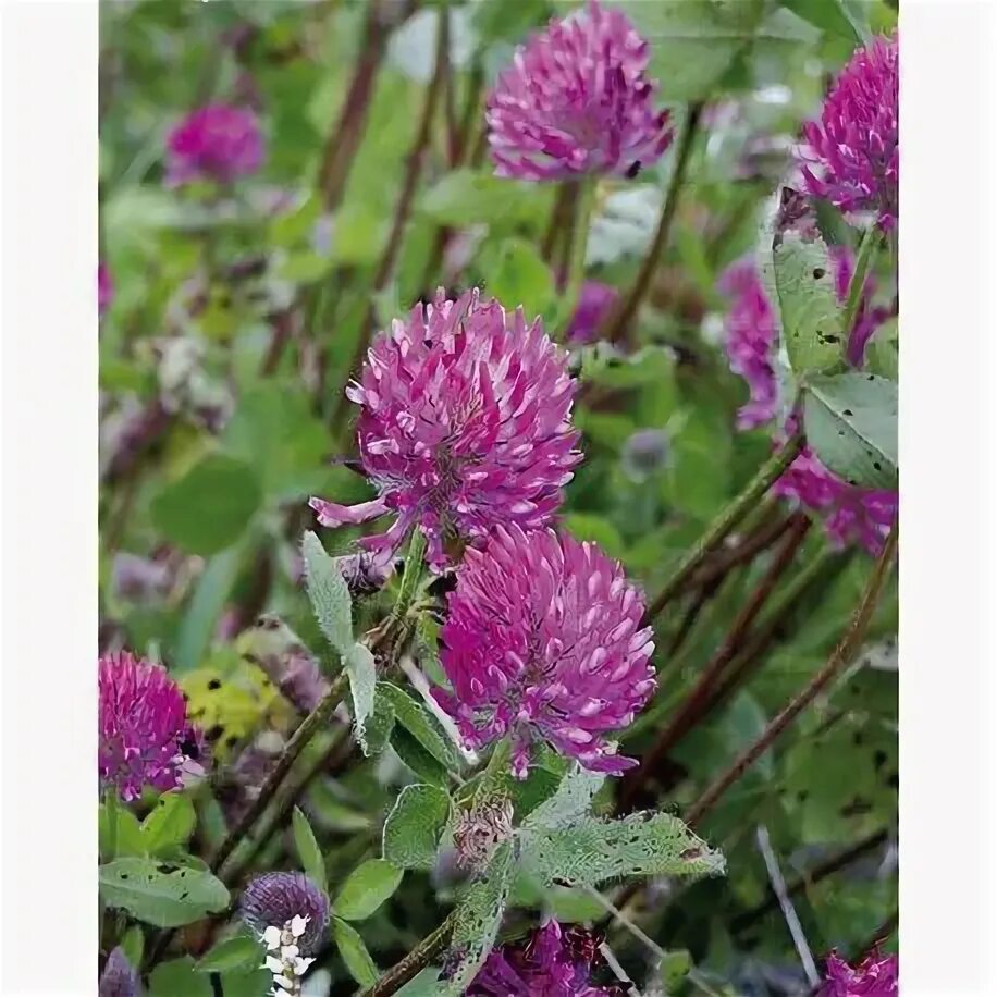 Растения средней полосы фото Trèfle Violet Rozeta (trifolium Pratense) - Graines Baumaux Semis, Oidium, Luzer