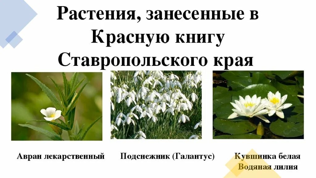 Растения ставропольского края фото и описание Разнообразие природы родного края - презентация онлайн