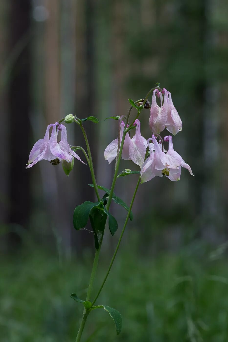 Растения свердловской области фото Aquilegia vulgaris - Image of an specimen - Plantarium