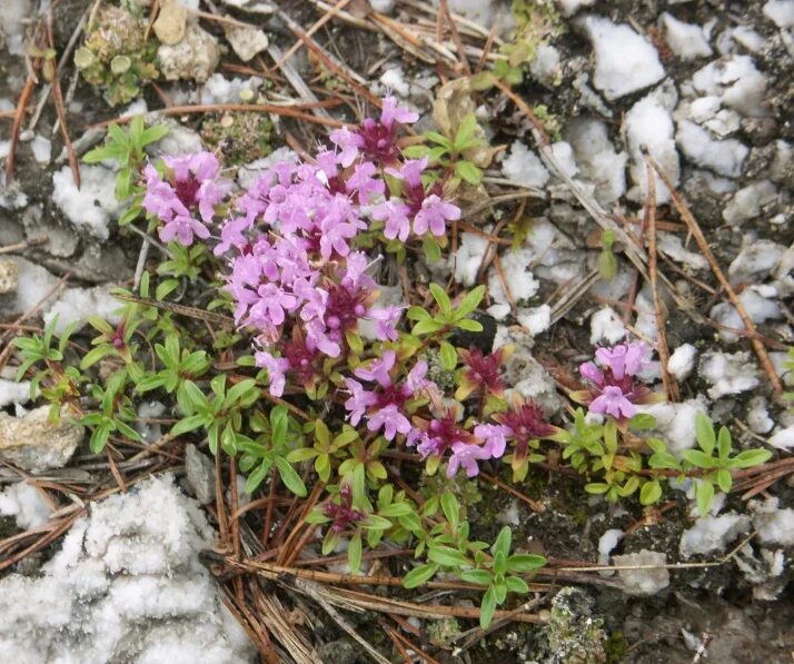 Растения свердловской области фото Thymus uralensis - Изображение особи - Плантариум