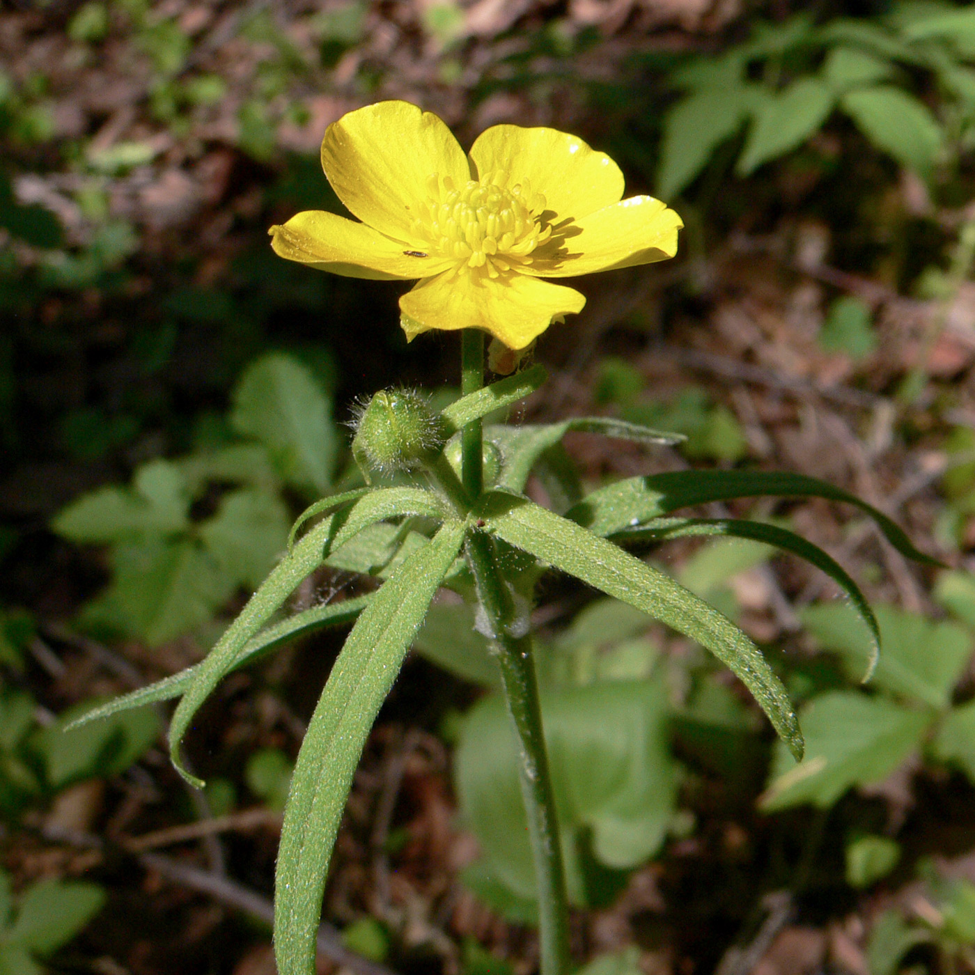 Растения свердловской области фото Ranunculus subborealis - Image of an specimen - Plantarium