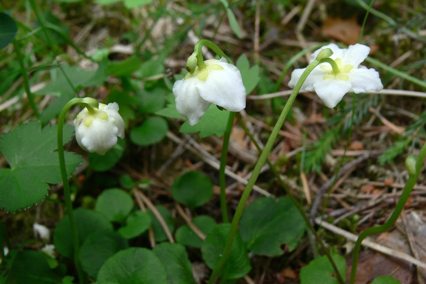 Растения свердловской области фото Moneses uniflora - Image of an specimen - Plantarium