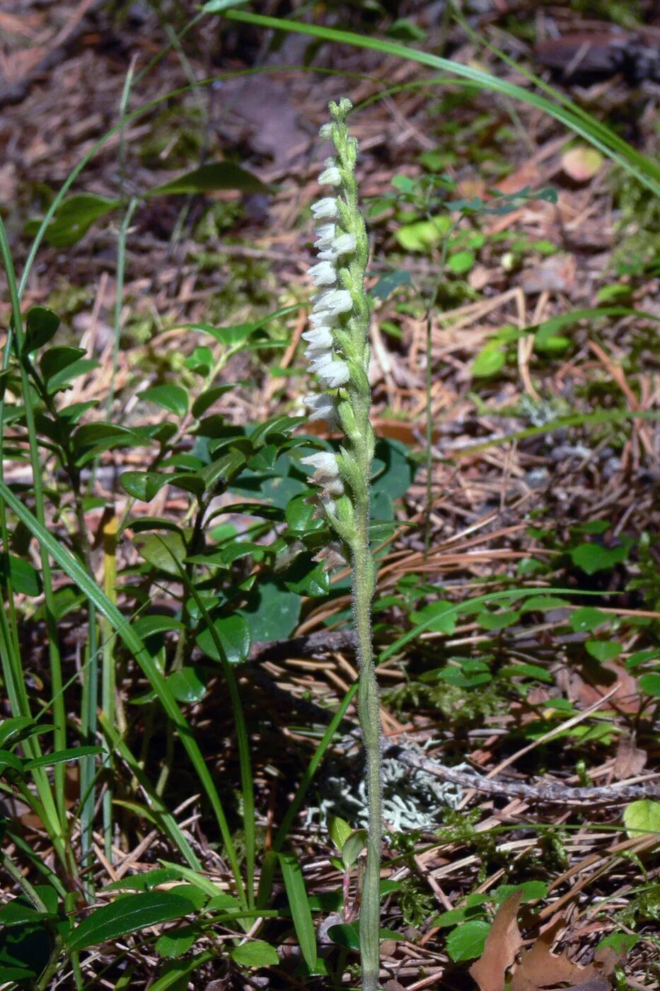 Растения свердловской области фото Goodyera repens - Image of an specimen - Plantarium