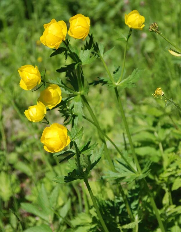 Растения свердловской области фото Trollius europaeus - Image of an specimen - Plantarium