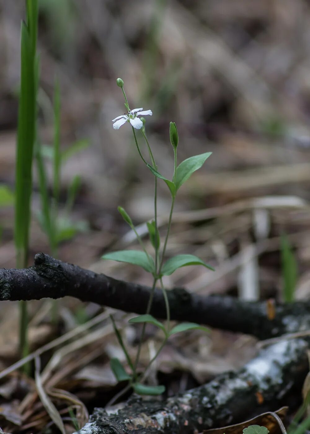 Растения свердловской области фото Moehringia lateriflora - Image of an specimen - Plantarium