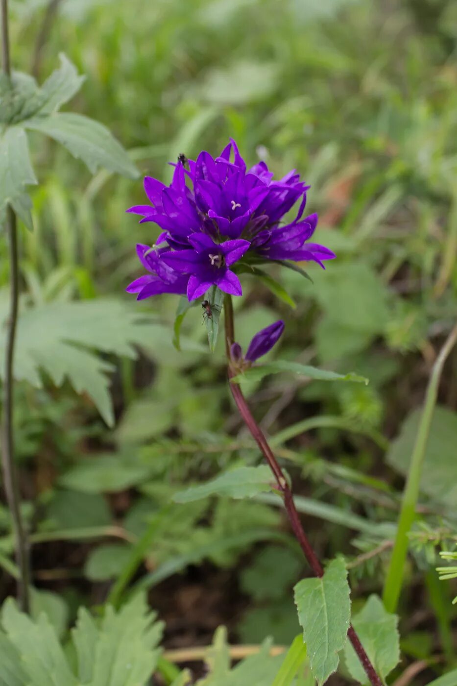 Растения свердловской области фото Campanula glomerata - Image of an specimen - Plantarium