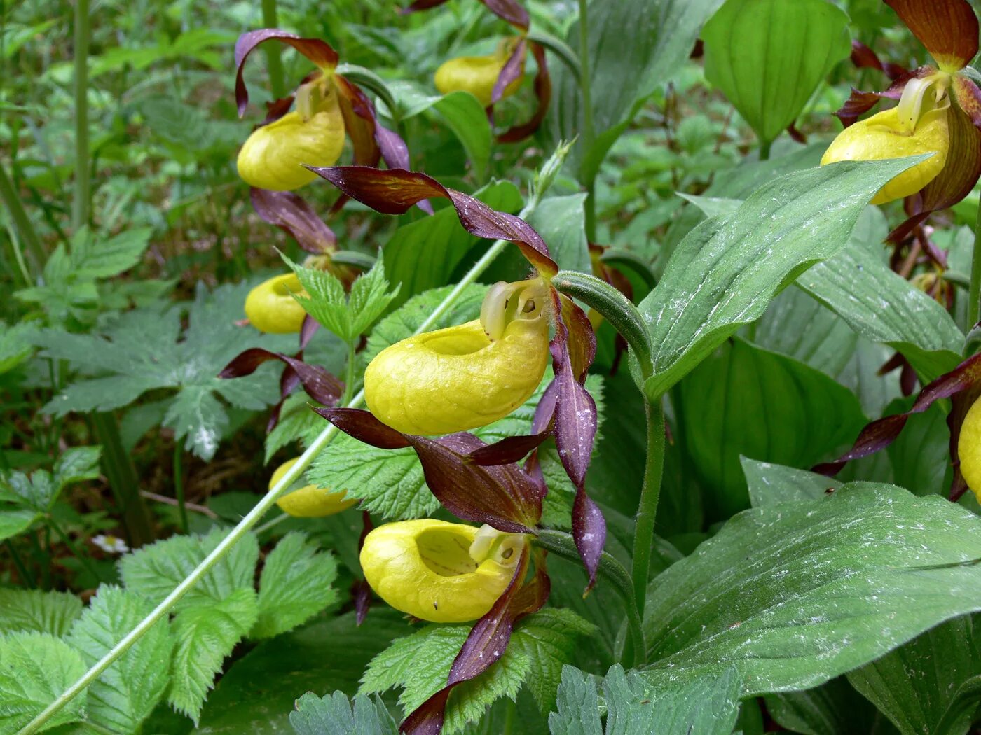 Растения свердловской области фото Cypripedium calceolus - Image of an specimen - Plantarium