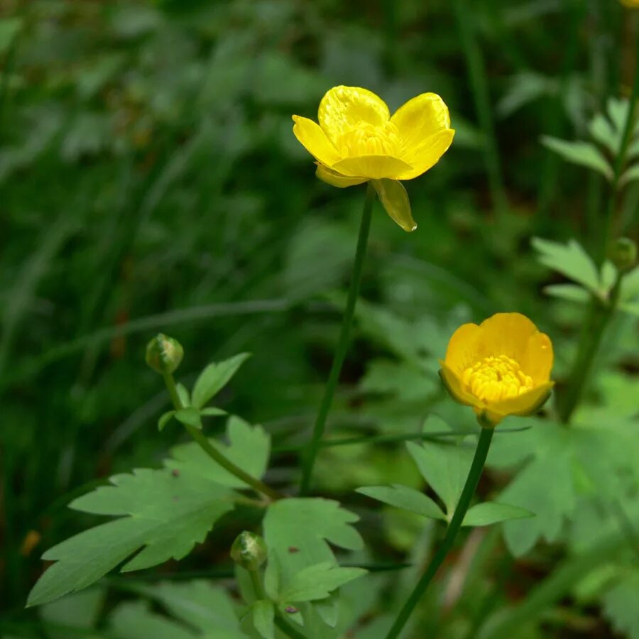 Растения свердловской области фото Ranunculus repens - Image of an specimen - Plantarium