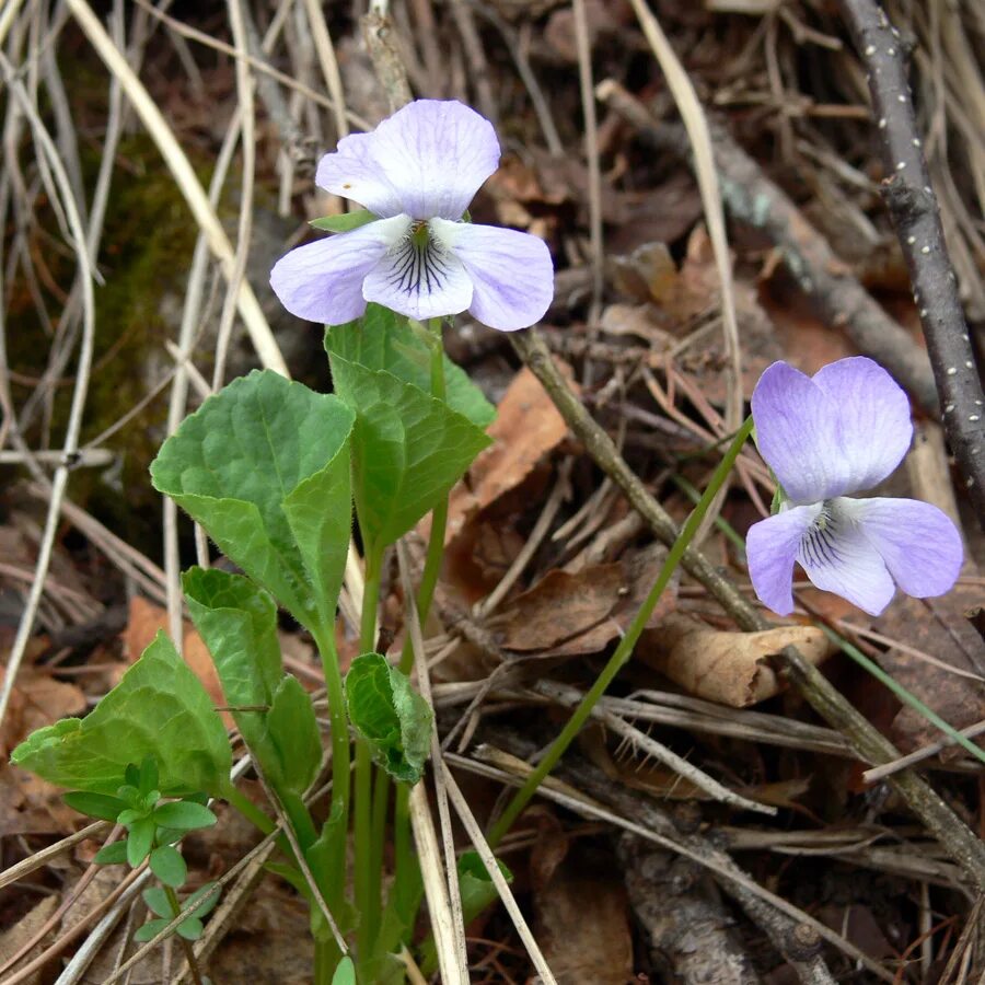 Растения свердловской области фото Viola mirabilis - Image of an specimen - Plantarium