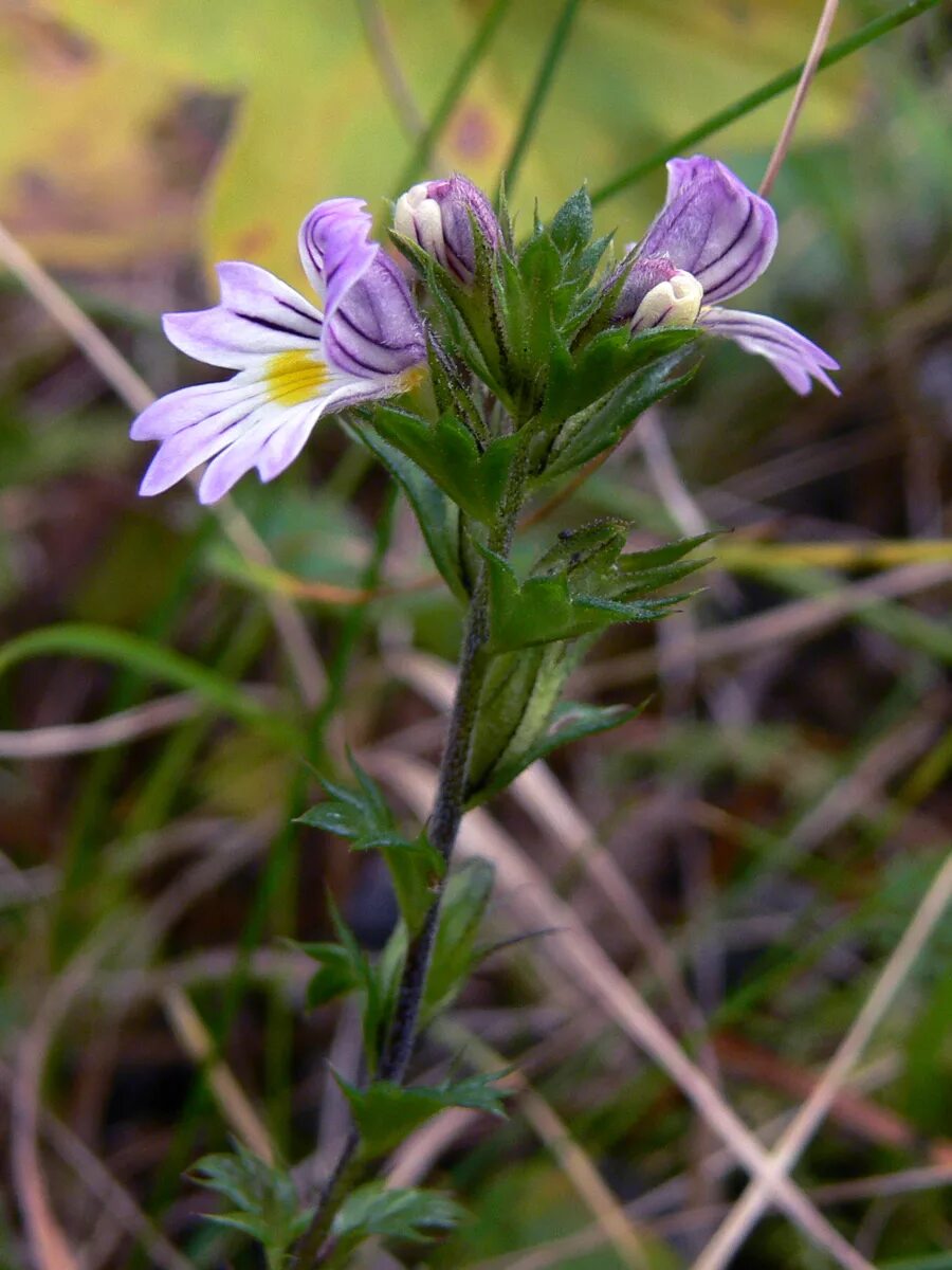 Растения свердловской области фото Euphrasia brevipila - Image of an specimen - Plantarium