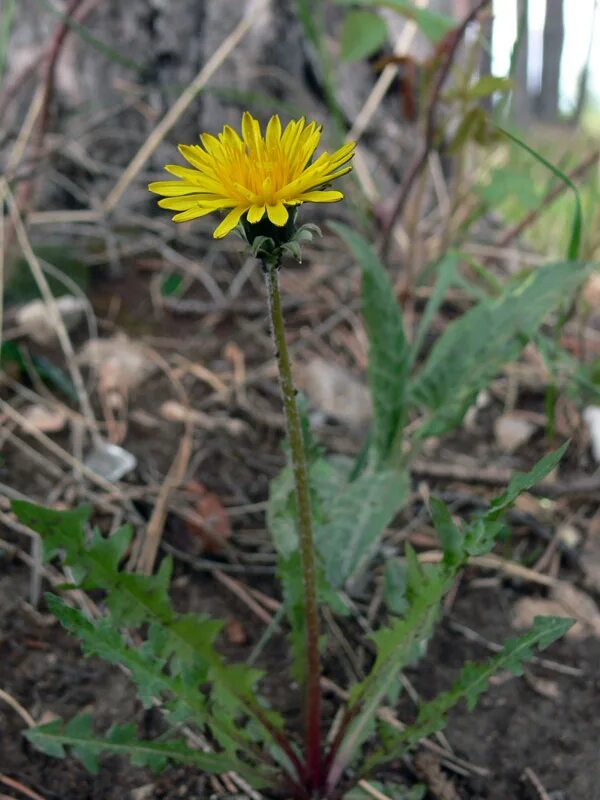 Растения свердловской области фото Taraxacum officinale - Изображение особи - Плантариум