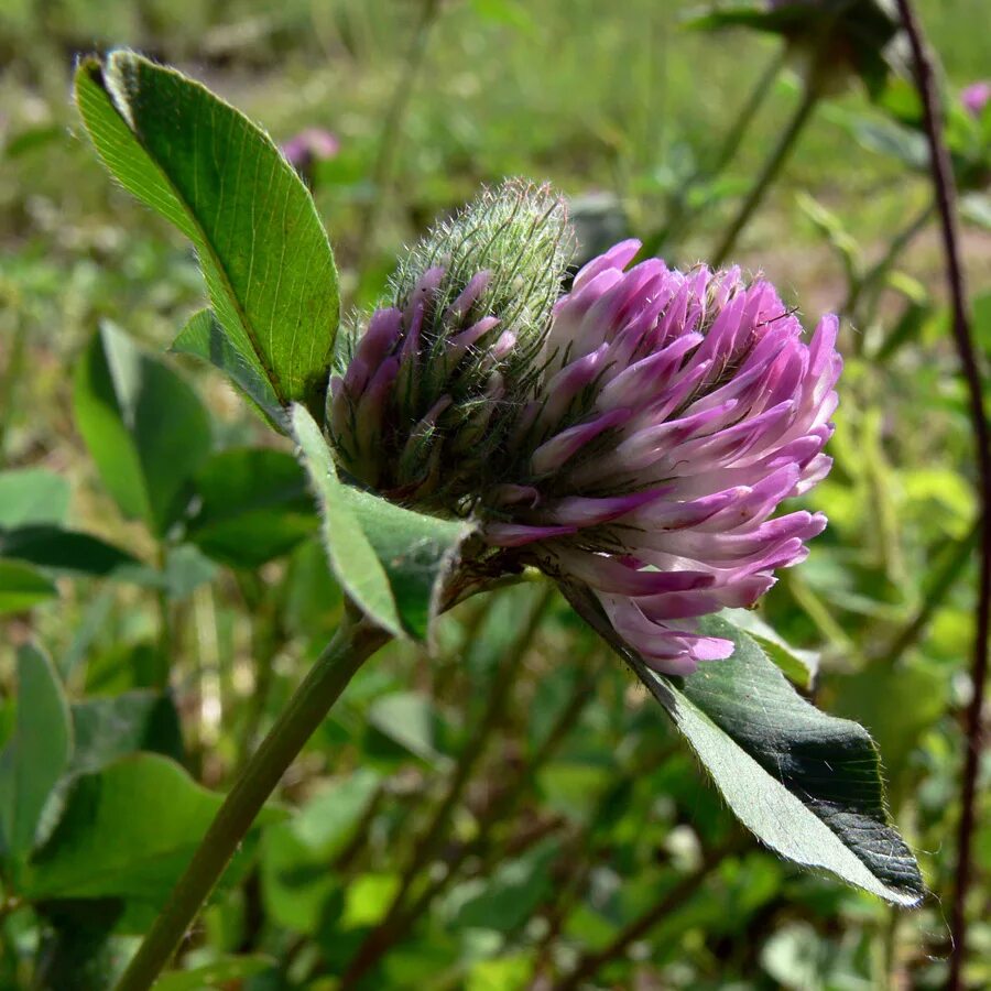 Растения свердловской области фото Trifolium pratense - Изображение особи - Плантариум