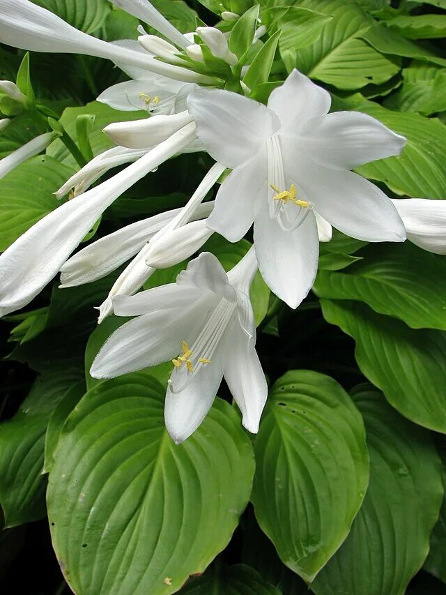 Растения цветущие белым фото и названия File:Hosta plantaginea Funkia babkowata 02.jpg - Wikipedia