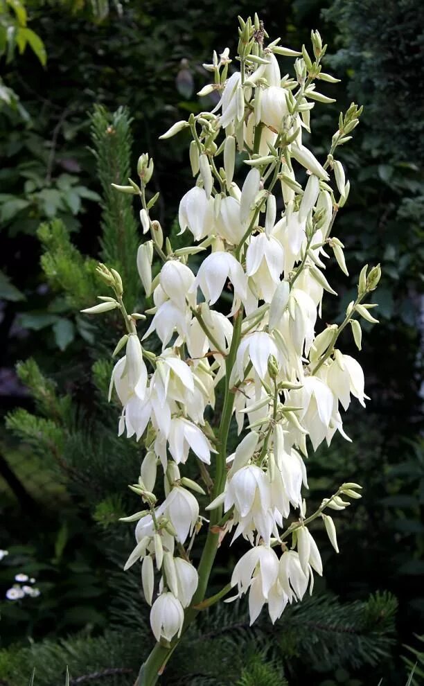 Растения цветущие белым фото и названия Hooray! Hooray! The First of May! White flowers garden, White flowers, White gar