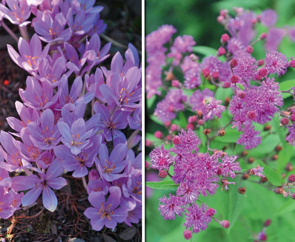 Растения цветущие осенью названия и фото Слева: безвременник (Colchicum). Справа: вернония арканзасская (Vernonia arkansa