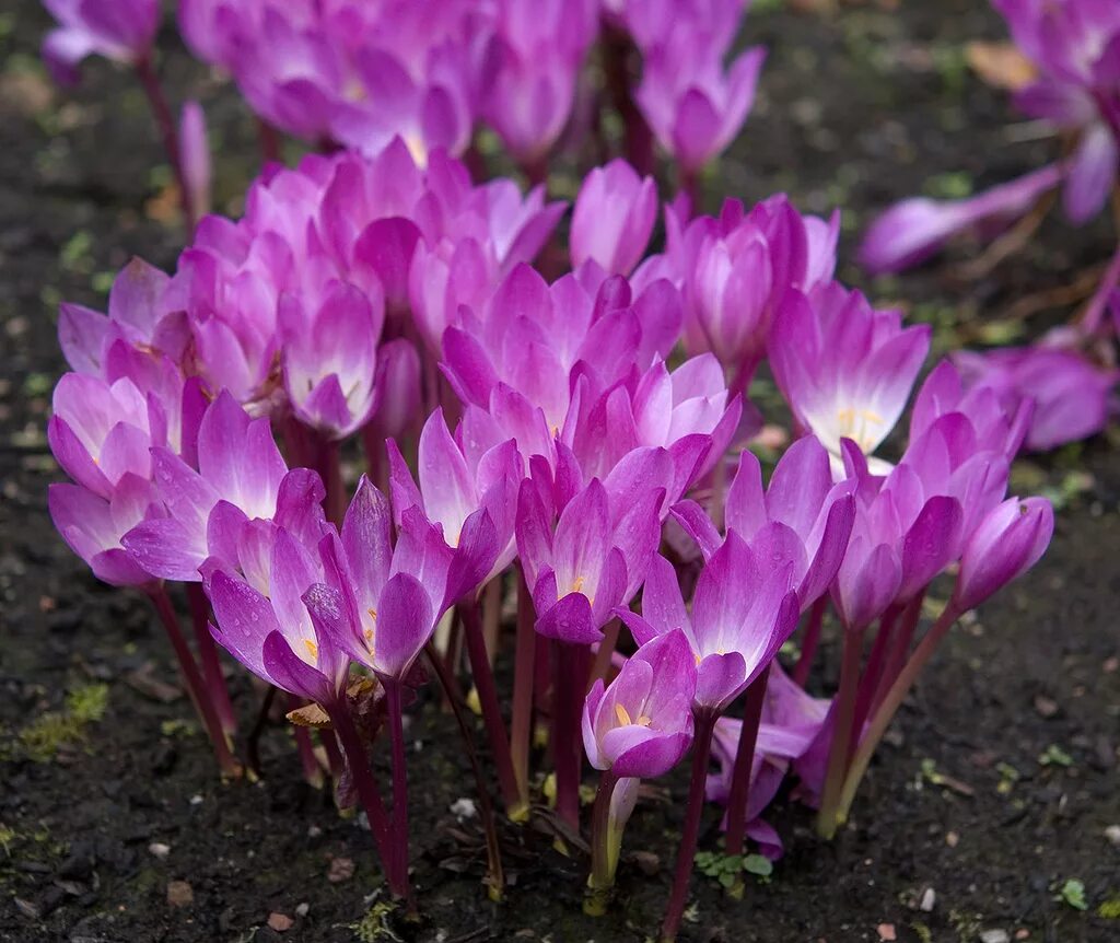 Растения цветущие осенью названия и фото Безвременник осенний Cólchicum autumnále Purpureum - купить саженцы в интернет-м