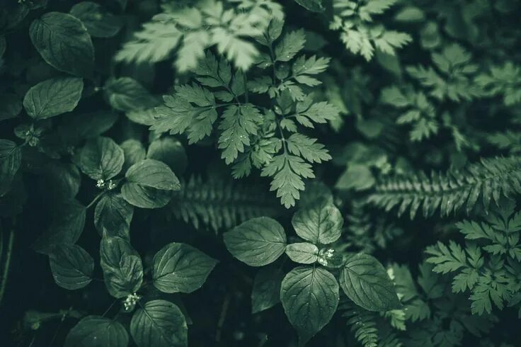 Растения темное фото Hidden Landscapes Green aesthetic, Plant aesthetic, Slytherin aesthetic