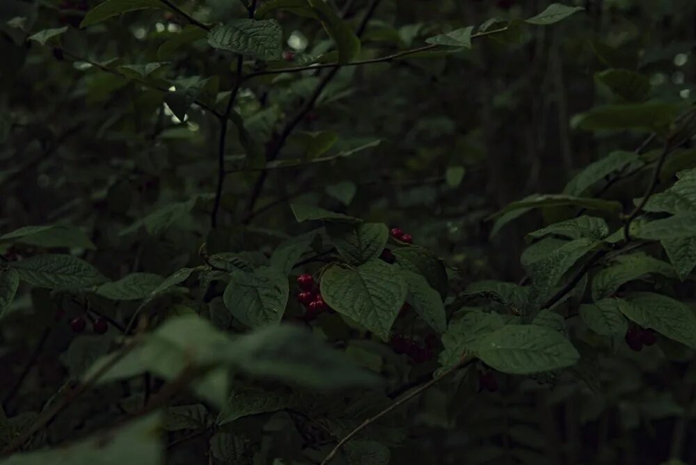 Растения темное фото green leaves photo - Free Grey Image on Unsplash