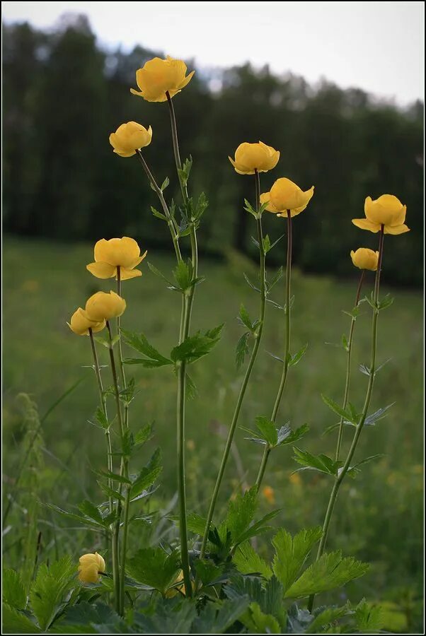 Растения тульской фото Trollius europaeus - Image of an specimen - Plantarium