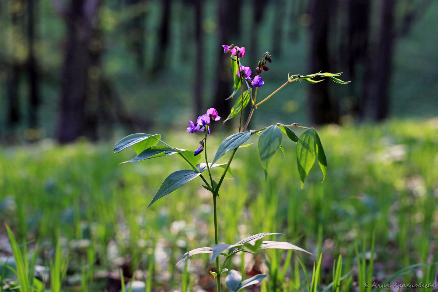 Растения тульской фото Lathyrus vernus - Image of an specimen - Plantarium