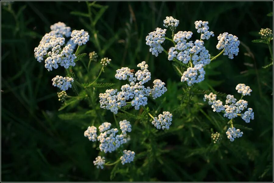 Растения тульской фото Achillea millefolium - Image of an specimen - Plantarium