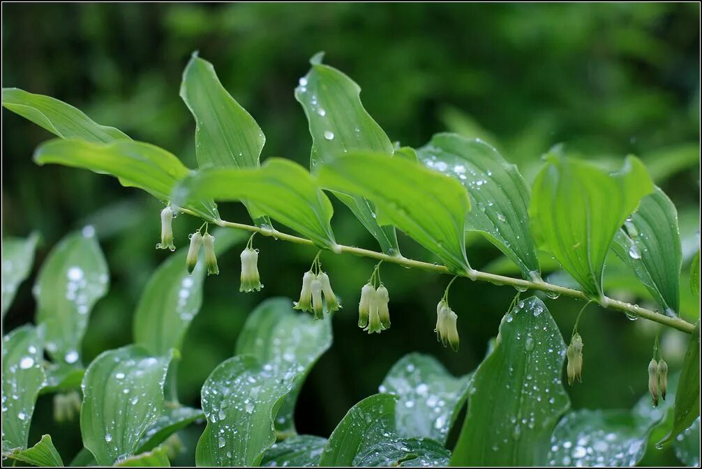 Растения тульской фото Polygonatum multiflorum - Изображение особи - Плантариум