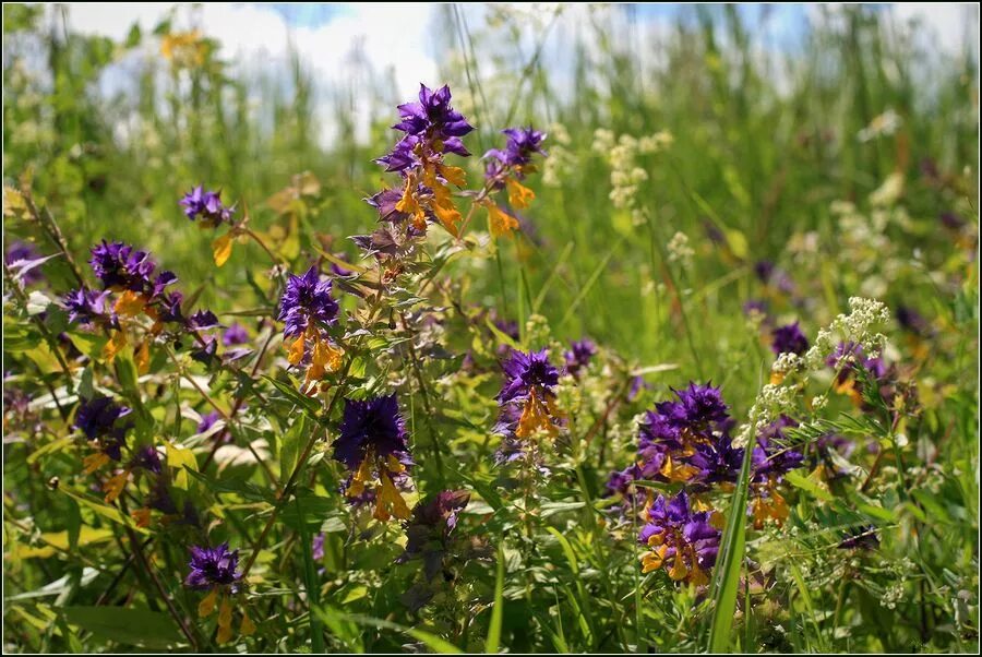 Растения тульской фото Melampyrum nemorosum - Image of an specimen - Plantarium