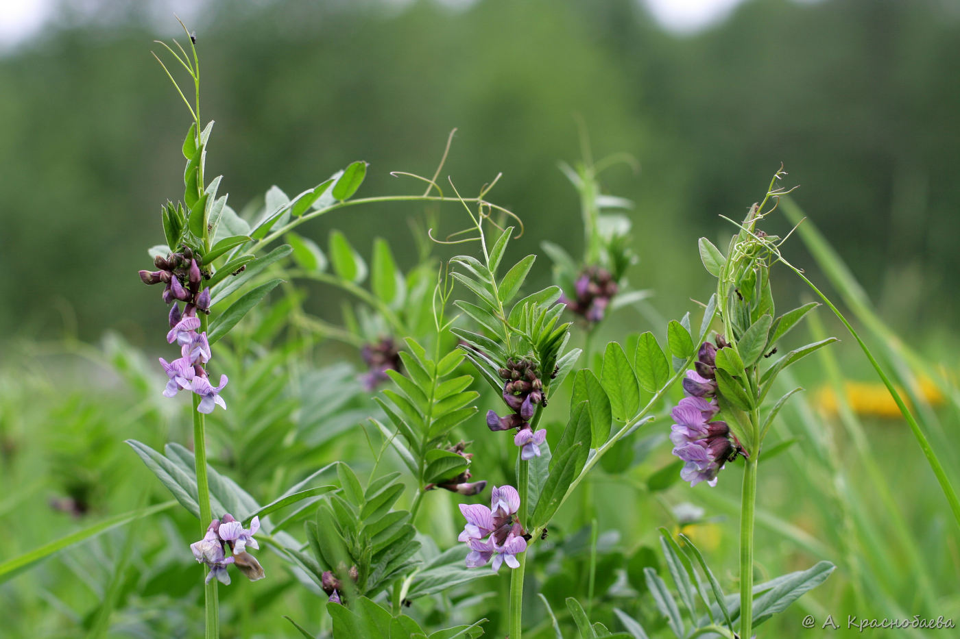 Растения тульской фото Vicia sepium - Image of an specimen - Plantarium