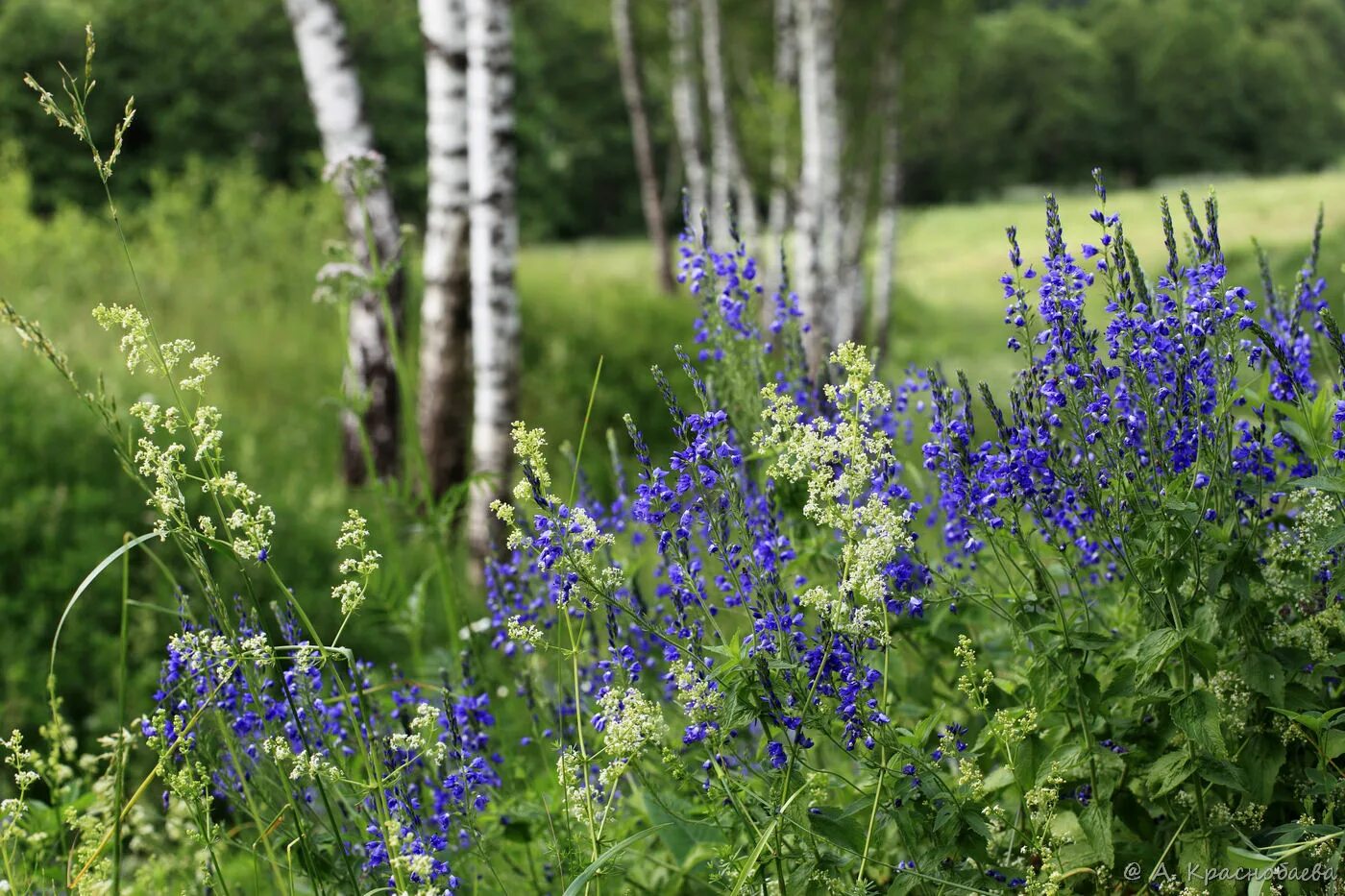 Растения тульской области фото с названиями Veronica teucrium - Image of an specimen - Plantarium