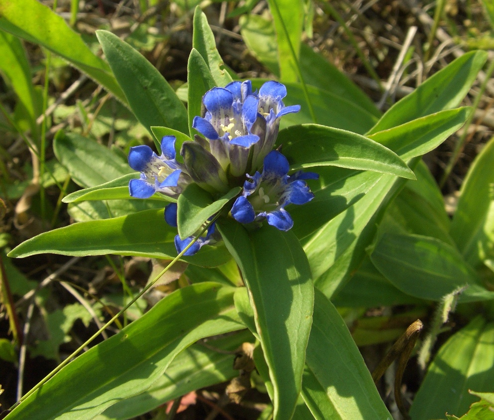 Растения тульской области фото с названиями Gentiana cruciata - Изображение особи - Плантариум