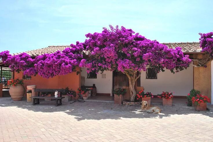 Растения турции названия и фото Bougainvillea - Taringa! Ornamental plants, Garden design, Lawn and garden