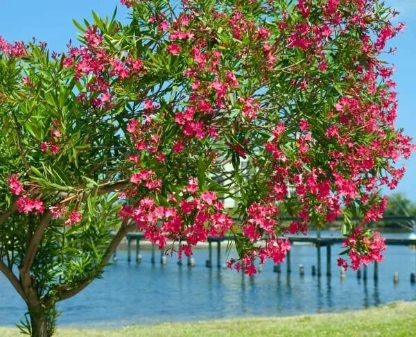 Растения турции названия и фото Oleander on Melbourne Harbor in Florida by Allan Hughes Florida east coast, Port