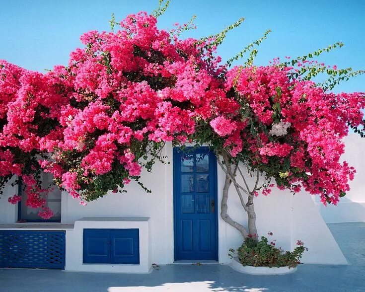 Растения турции названия и фото Santorini. Decoraciones de jardín, Decoración de unas, Diseño de paisaje