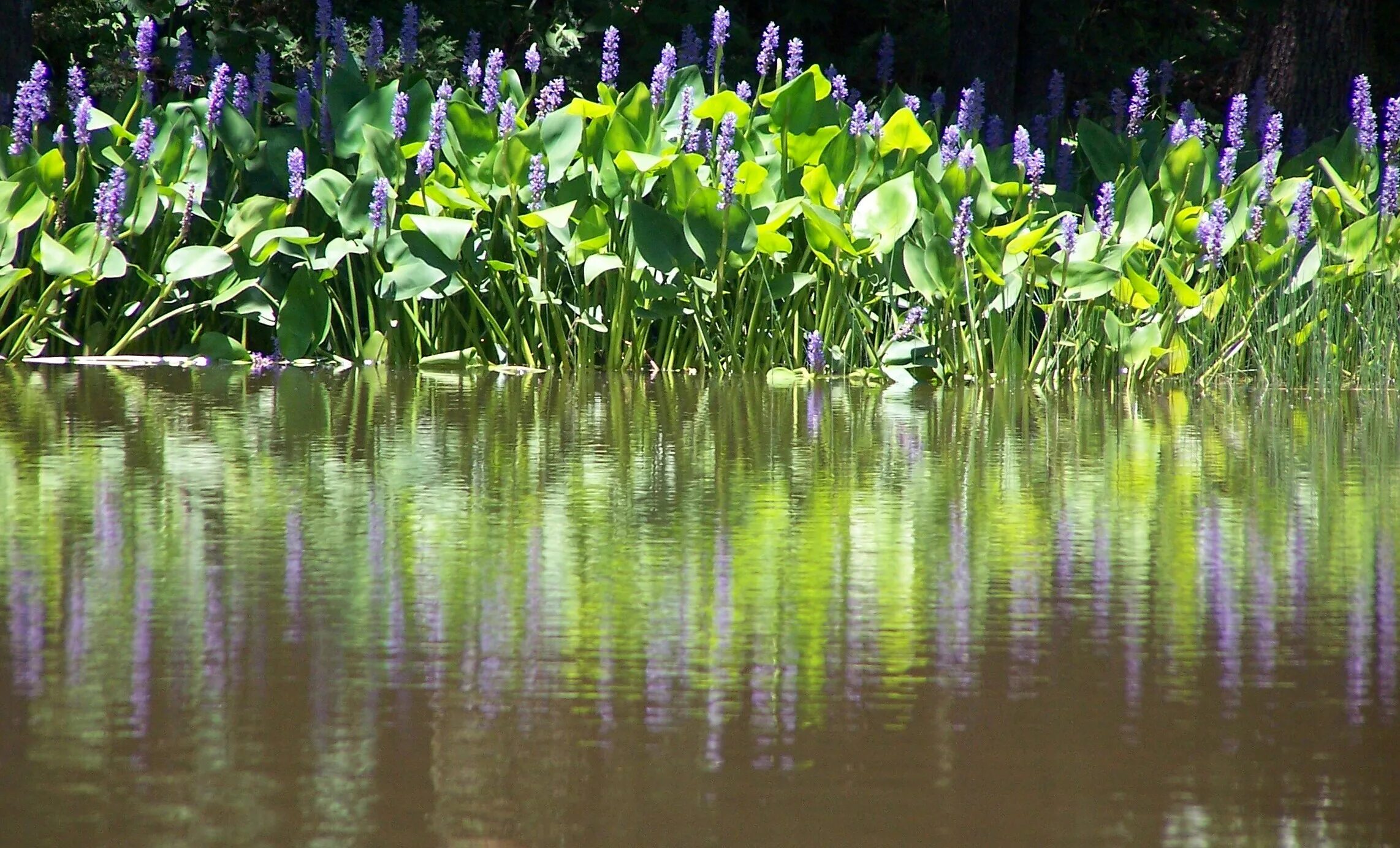 Растения у реки фото и названия About Millpond Plants