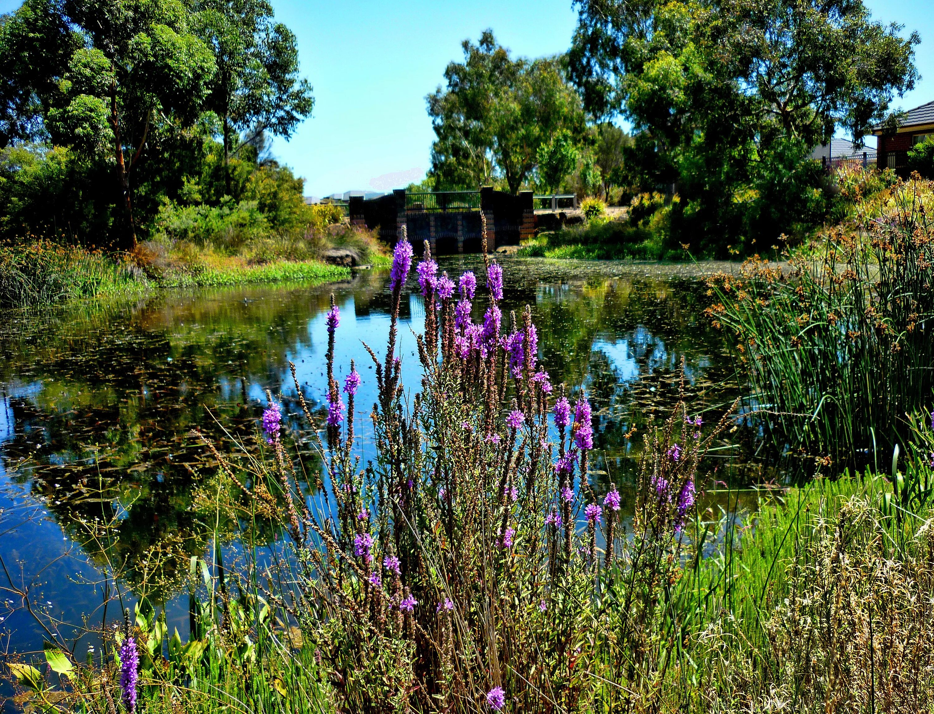 Растения у реки фото и названия Free Images : tree, nature, swamp, wilderness, bridge, meadow, leaf, flower, lak