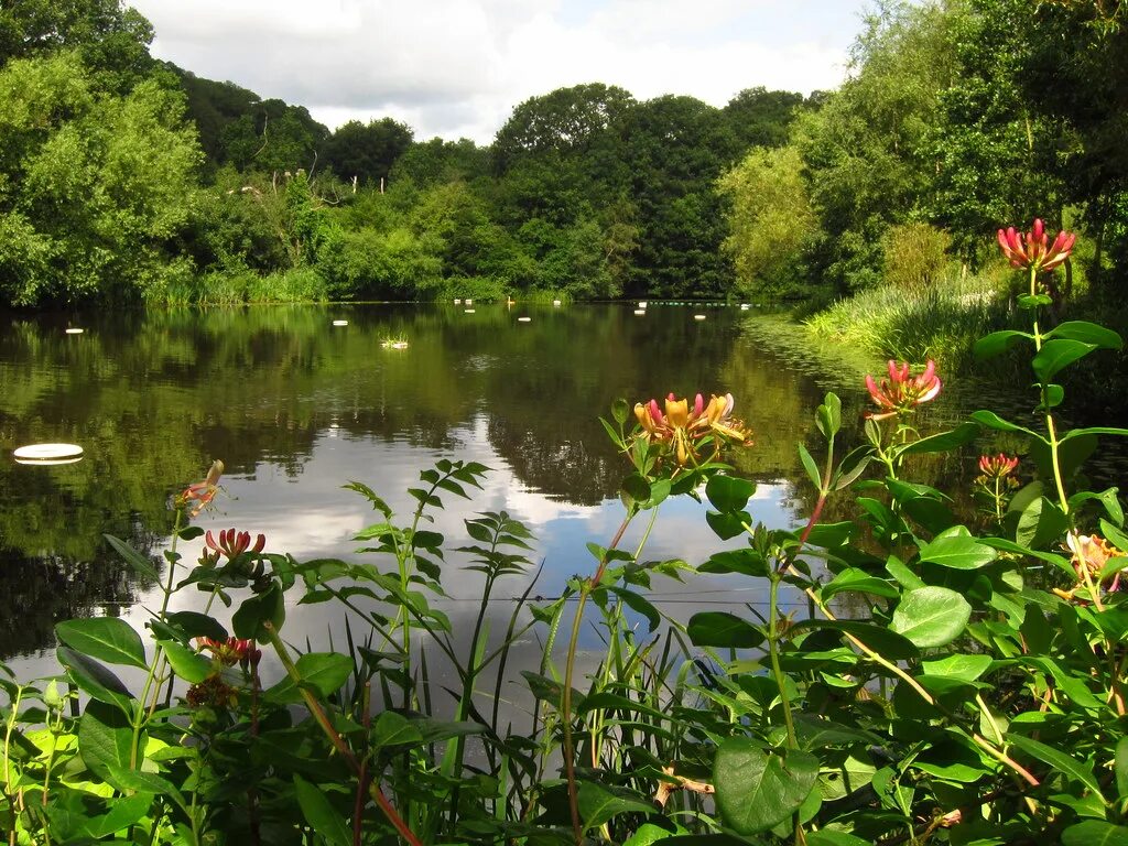 Растения у реки фото и названия The Ladies' Pond, Hampstead Heath Laura Nolte Flickr