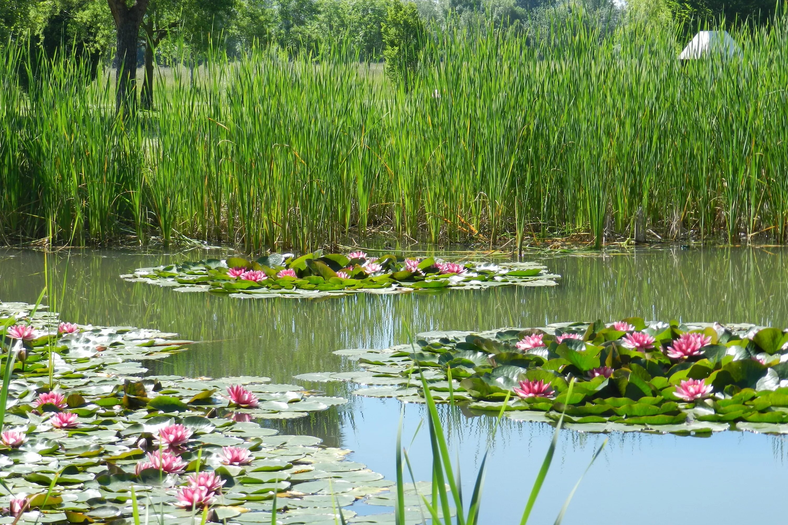 Растения у реки фото и названия Free Images : nature, swamp, meadow, flower, parking, river, botany, pink, aquat