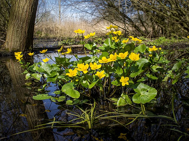 Растения у реки фото и названия File:Yellow of Spring (33384287490).jpg - Wikimedia Commons