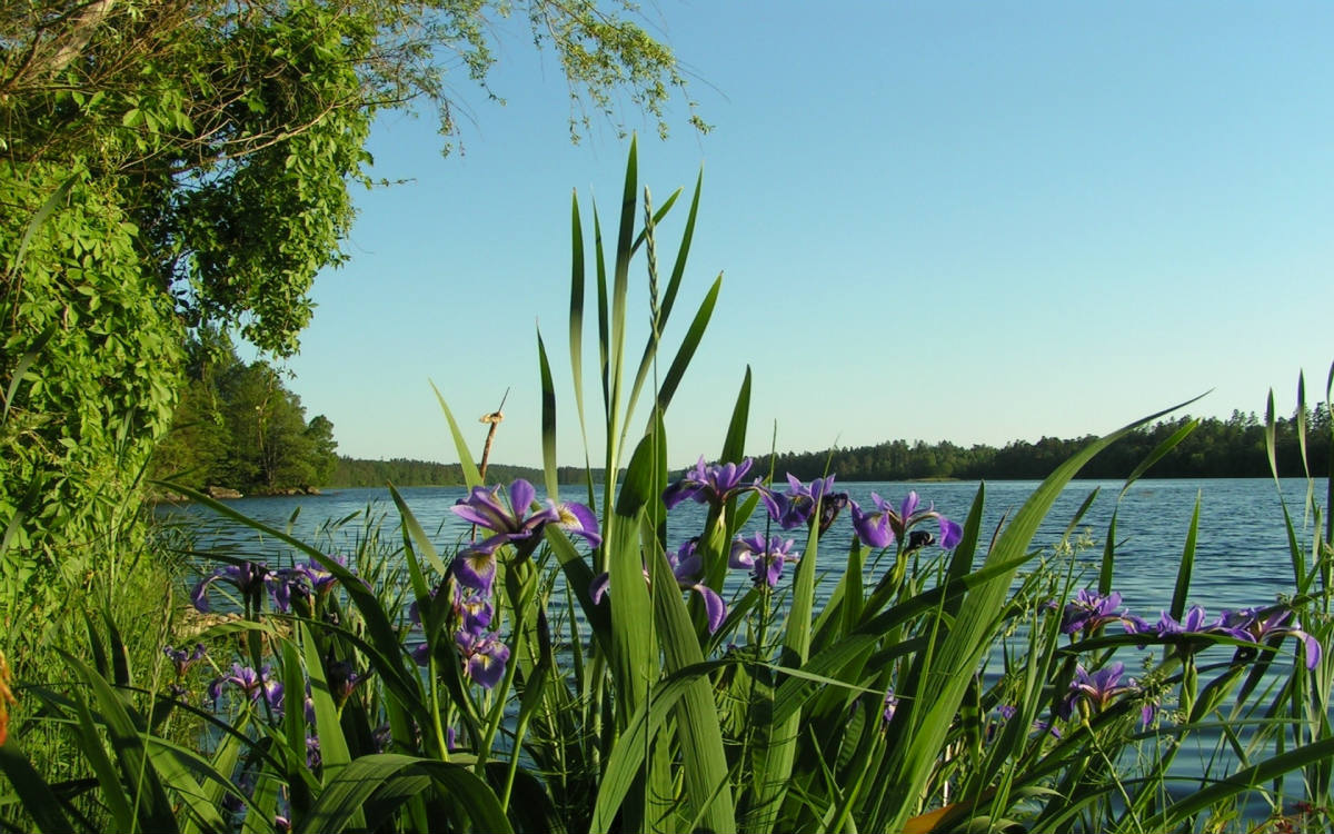 Растения у реки фото и названия Jigsaw Puzzle 60 pieces Irises by the River Jigidi