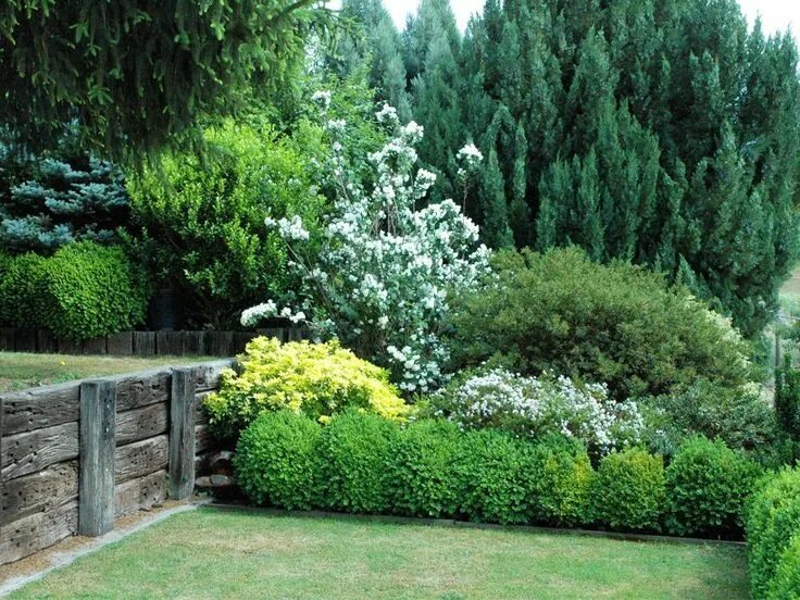 Растения у забора в ландшафтном дизайне фото Evergreen Privacy Hedge screen plants evergreen in the 2 ... Privacy landscaping