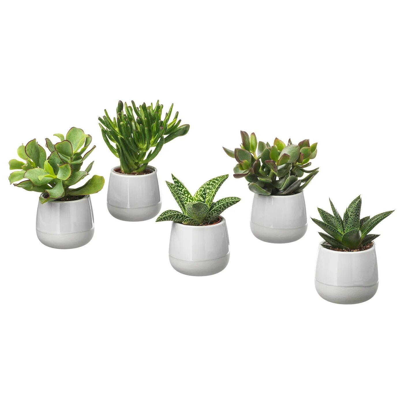 Растения в горшках фото и названия Комнатное растение в горшке, серый 6 см IKEA SUCCULENT СУККУЛЕНТЫ 503.719.08 куп