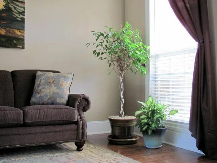 Растения в гостиной интерьер Keep Indoor Air Clean Air Conditioning In Your Home Living room plants, Feng shu