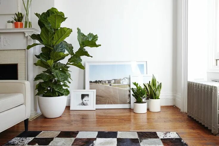 Растения в гостиной интерьер Everything You Need to Know About the Fiddle-Leaf Fig Fiddle leaf fig care, Hous