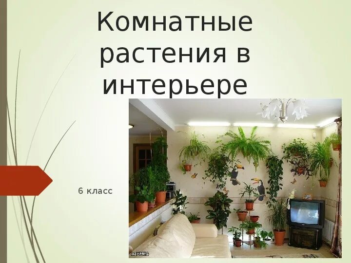 Растения в интерьере 6 класс технология Презентация "Комнатные растения в интерьере" (6 класс)