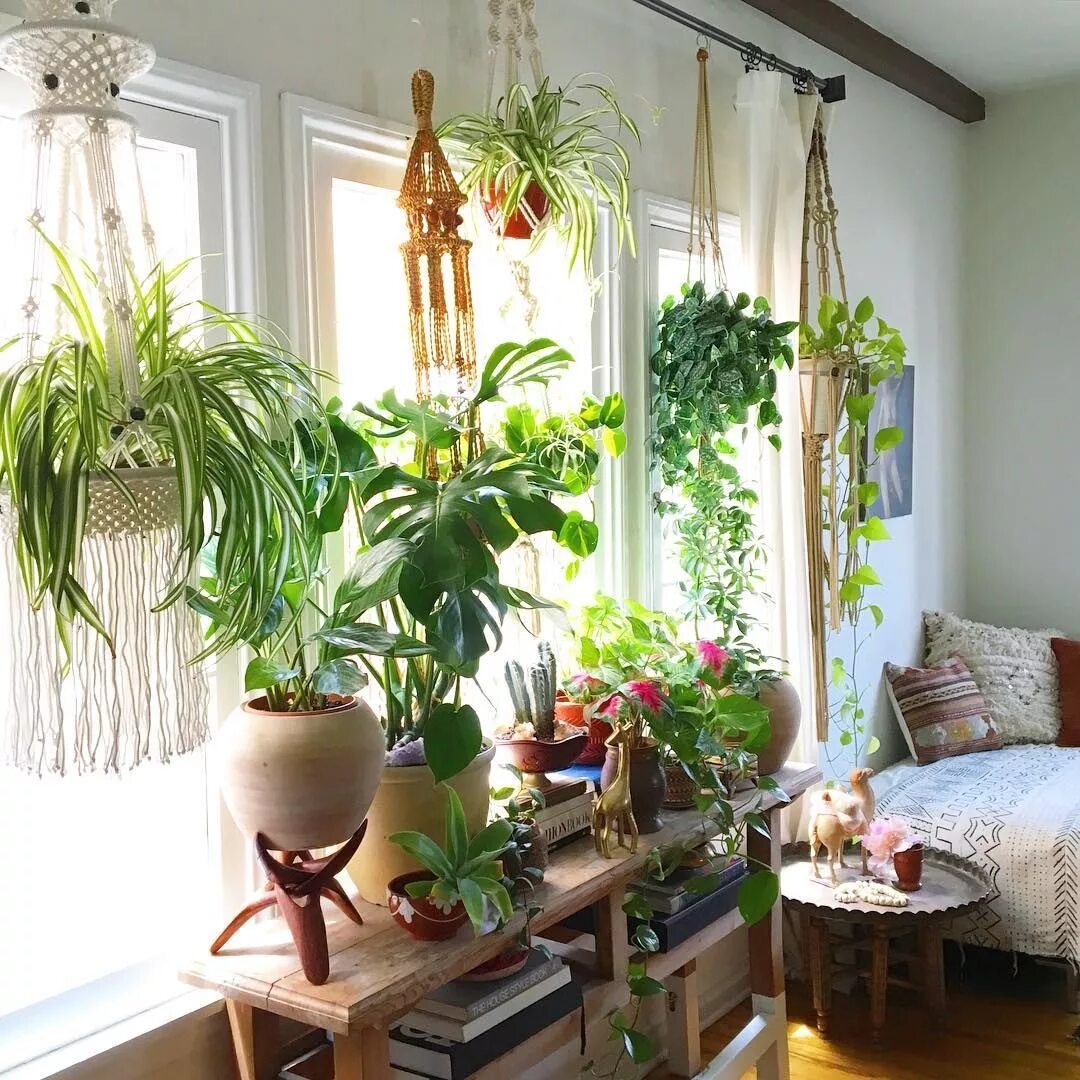 Растения в интерьере дома Plantes vertes Plante interieur, Plante verte et Deco plantes