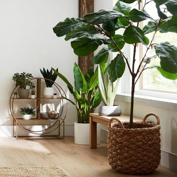 Растения в интерьере квартиры реальные фото Potted Artificial Jade Plant + Reviews Crate and Barrel Indoor plants, Faux plan