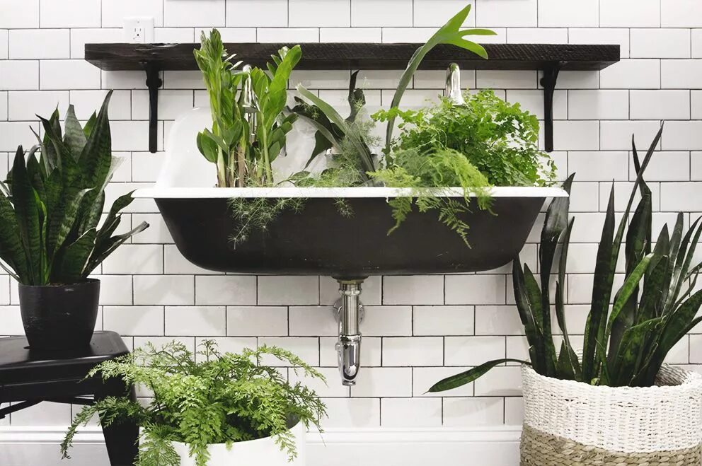 Растения в интерьере ванной Three Plants that Thrive in Low Light Bathrooms - Deuce Cities Henhouse Bathroom